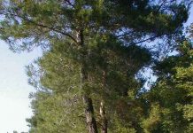 Rajska plaza nudista strand – Malinska