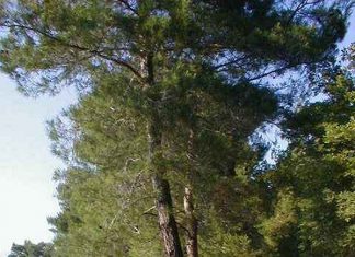 Rajska plaza nudista strand – Malinska