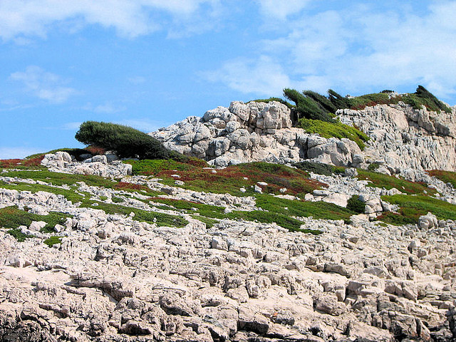 A Kornati-szigetcsoport növényvilága.