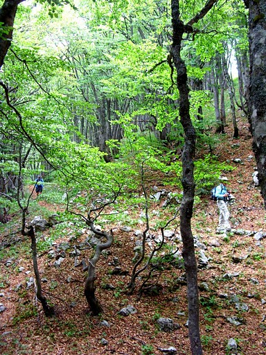 Az Észak-Velebit erdei növényvilága rendkívül változatos.