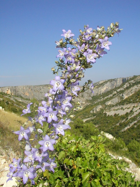 A tornyos harangvirág jellemzően egy adriai 
őshonos növényfaj, melyet a Krka Nemzeti Park egész területén 
megtalálunk.