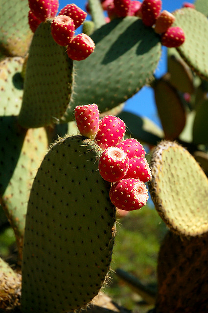 Kaktusz a Lokrum-szigeten