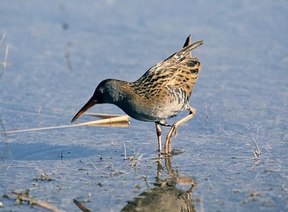A park területe kiemelkedő fontossággal bír Európa veszélyeztetett madárfajainak a szempontjából is.