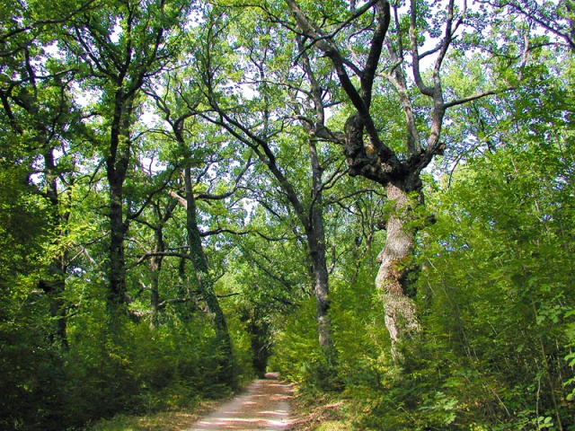 A Krka-folyó környékén az erdők nem alkotnak összefüggő területeket, ám mégis nagymértékben hozzájárulnak a vidék sokszínűségéhez.