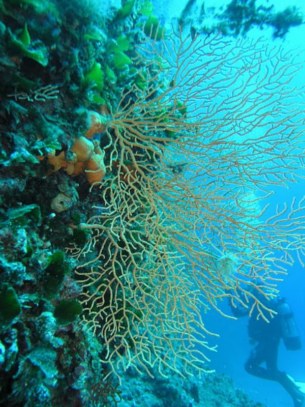 A víz alatti látványosságok már 5 méteres merülési mélységtől megtekinthetőek.