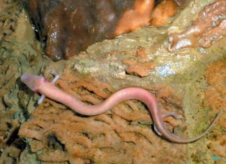 A Krka Nemzeti Park állat- és növényvilága