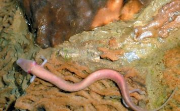 A Krka Nemzeti Park állat- és növényvilága