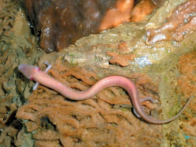 A barlangi vakgőte a legnagyobb földalatti kétéltű állatfaj a Dinári karsztvidéken és az egyetlen állatfaj amely alkalmazkodott a barlangi életmódhoz.