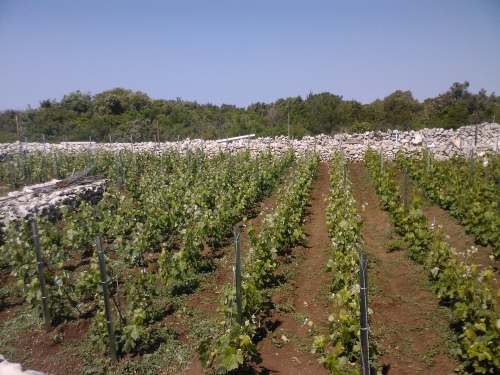 Akárcsak a Peljesac-félsziget többi részén, itt is nagy hagyománya van a szőlőtermesztésnek és a bortermelésnek.